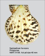 Semipallium flavicans